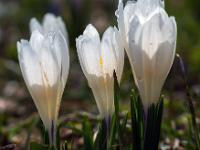 Weiße Krokusse im Gegenlicht